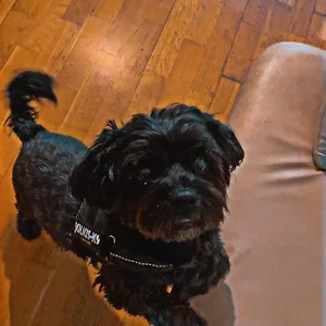  Albergue Black Dog Hungria